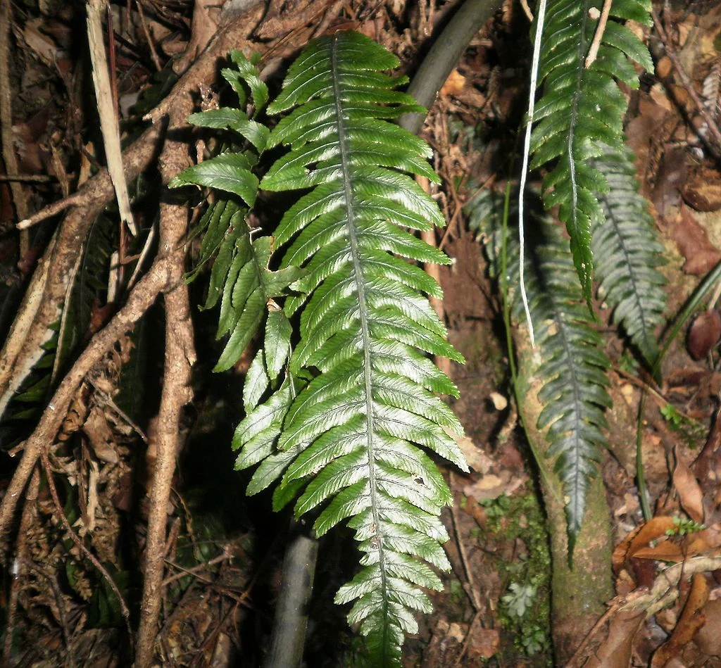 Lance Fern (Austroblechnum lanceolatum) hero image
