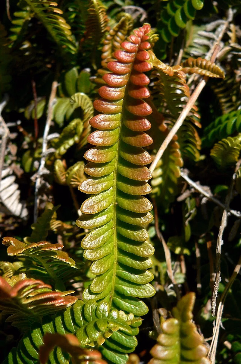 Alpine Water Fern (Austroblechnum penna-marina)