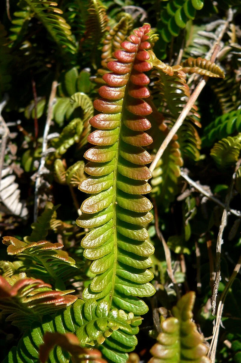 Alpine Water Fern (Austroblechnum penna-marina) hero image