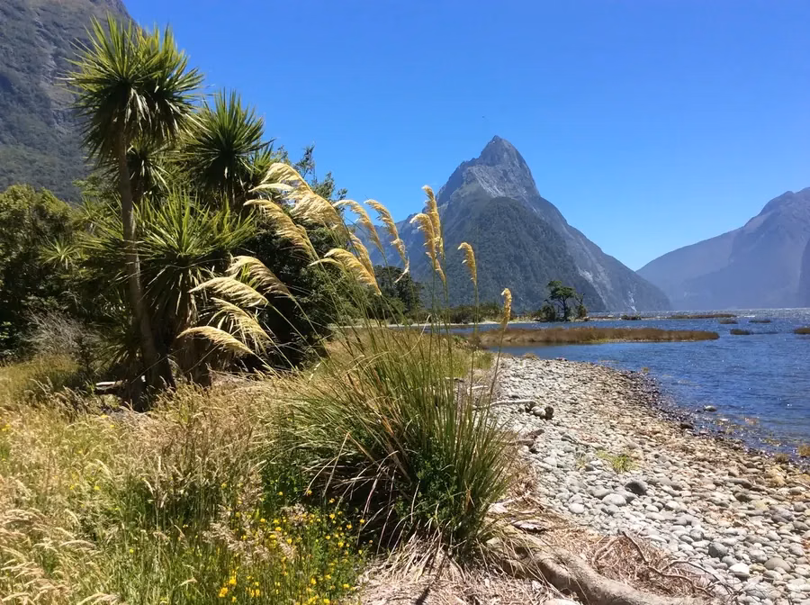 South Island Toetoe (Austroderia richardii)