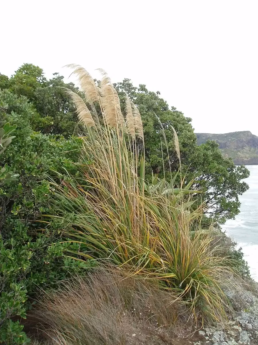 Toetoe (Austroderia splendens)