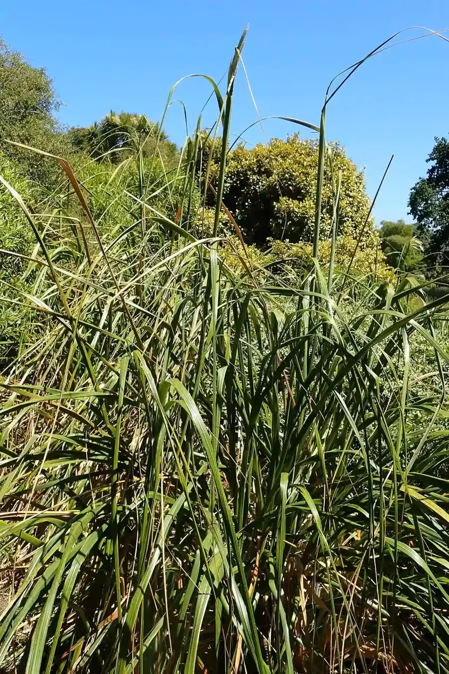 Chatham Island Toetoe (Austroderia turbaria)