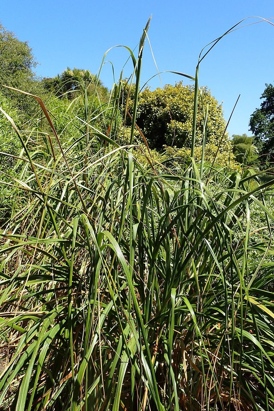Austroderia turbaria tussock with feathery plumes near wetland margins