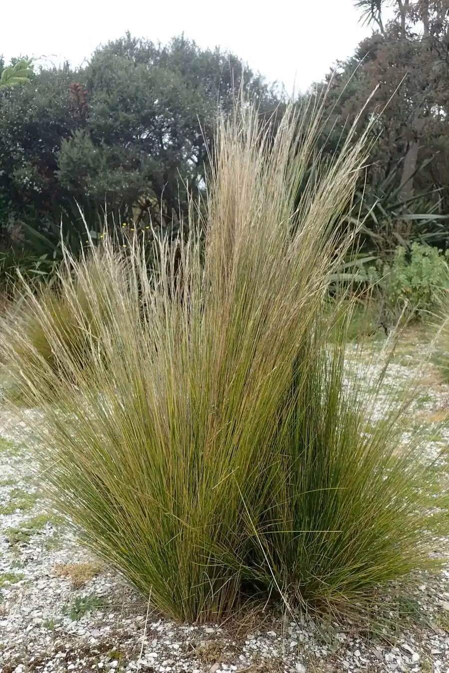 Austrostipa Stipoides Grass (Austrostipa stipoides)