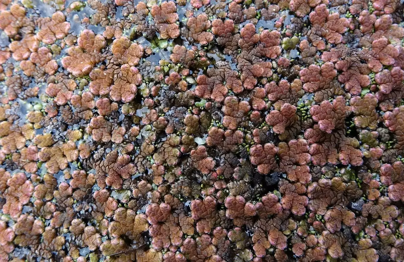 Pacific Azolla