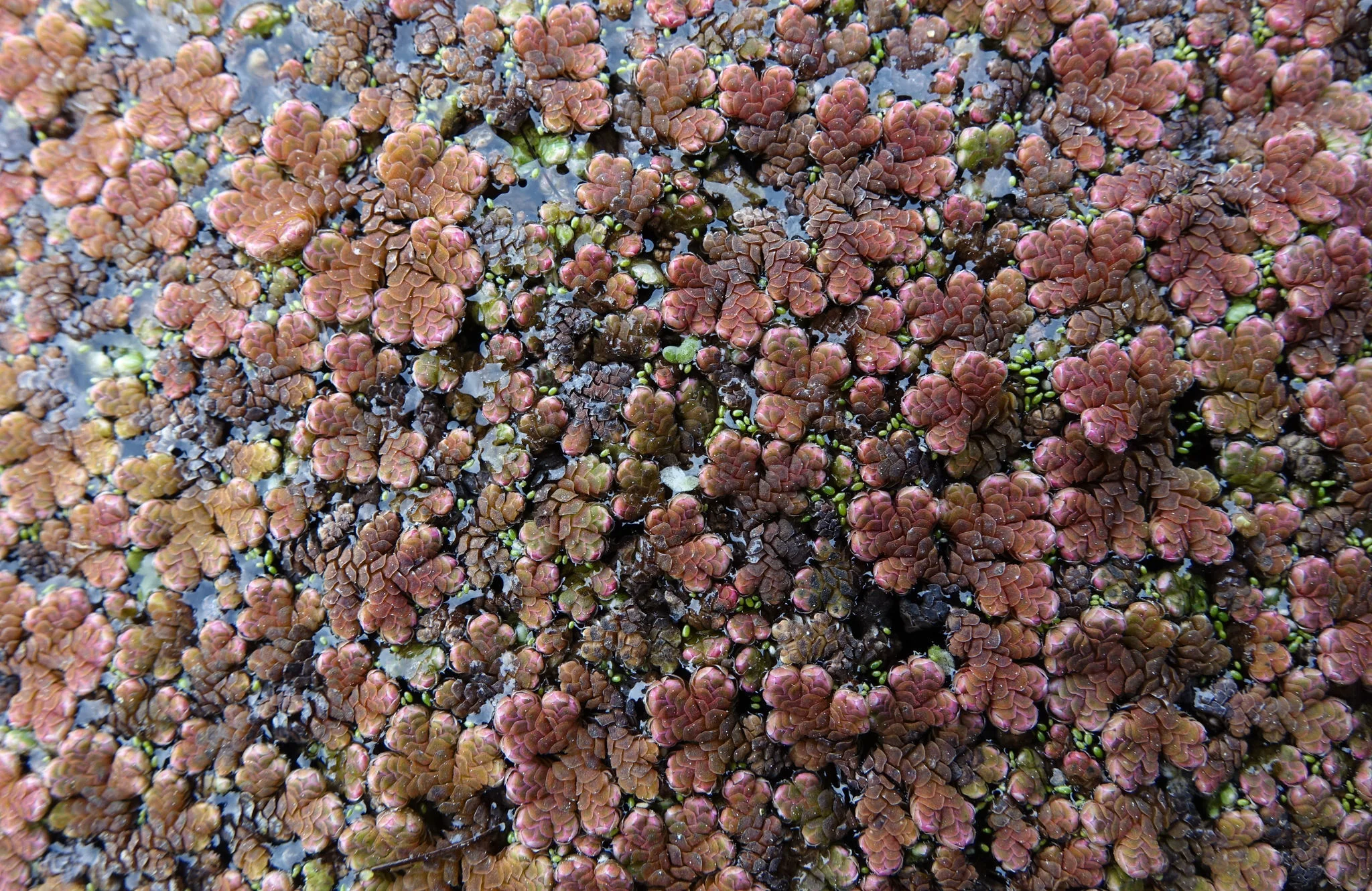 Pacific Azolla (Azolla rubra) hero image