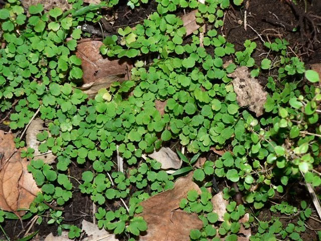 Hooker's Azorella (Azorella hookeri)
