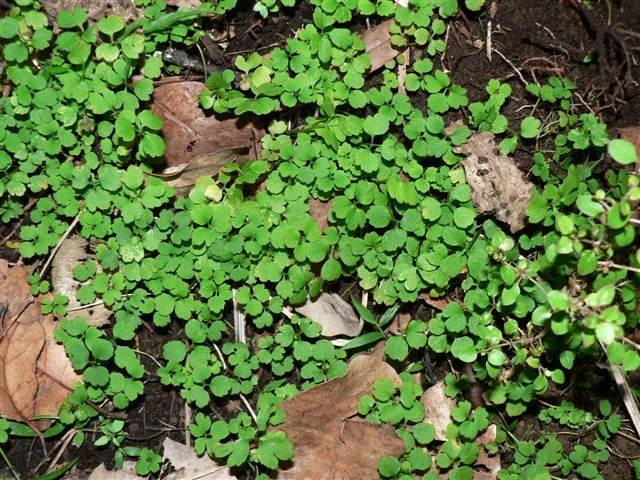 Hooker's Azorella (Azorella hookeri) hero image