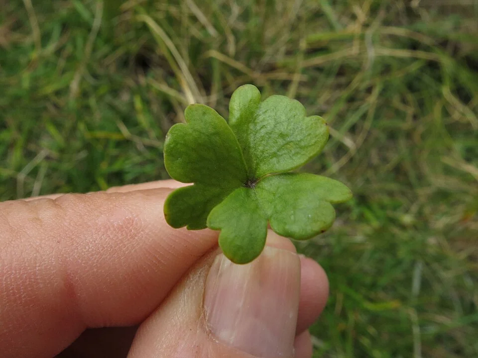 Pale Azorella (Azorella pallida) hero image