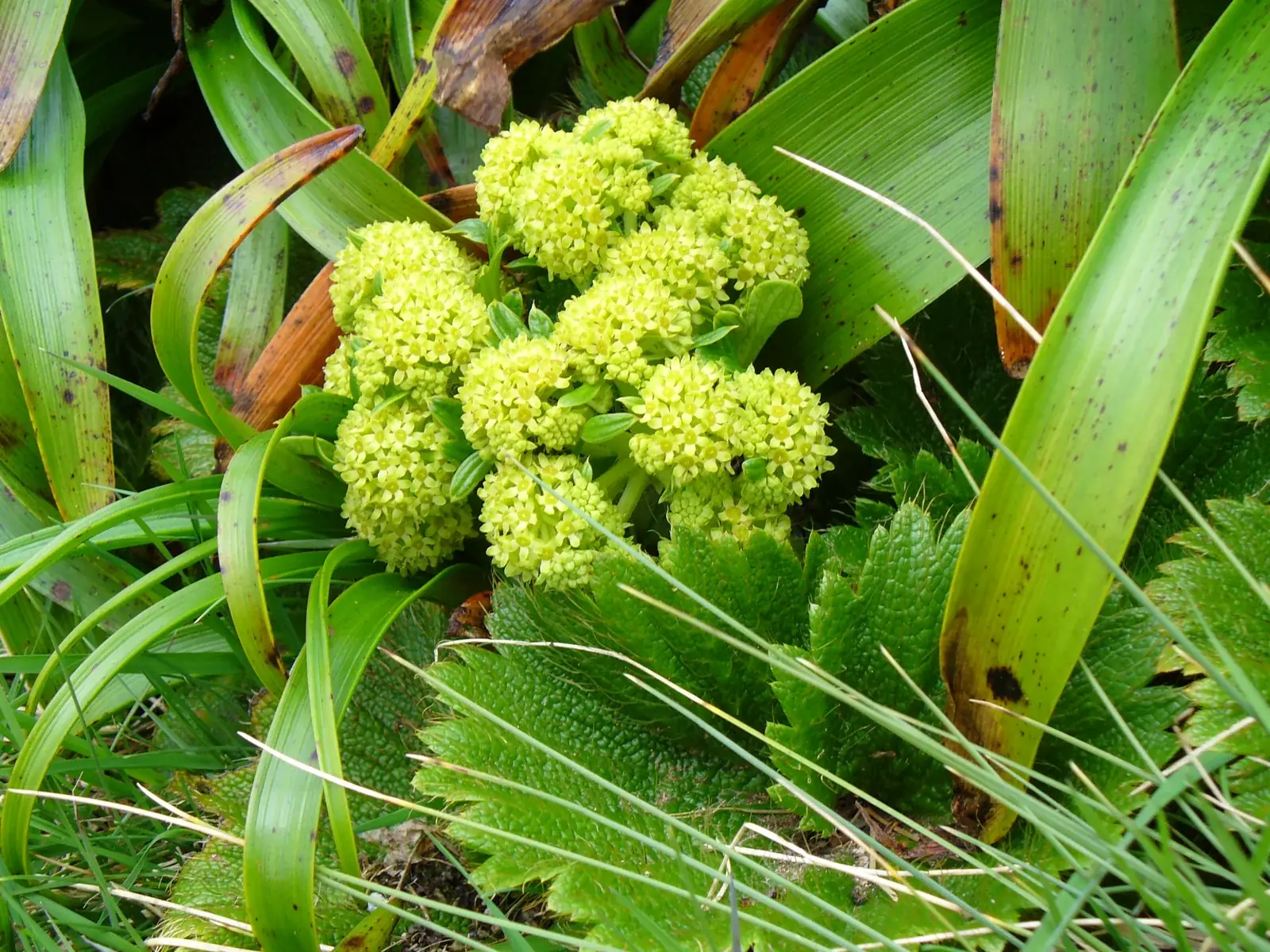 Azorella Polaris Native Plant (Azorella polaris)