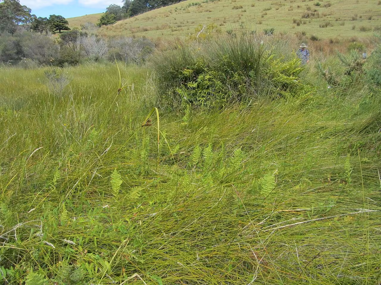Baumea arthrophylla (Baumea arthrophylla)