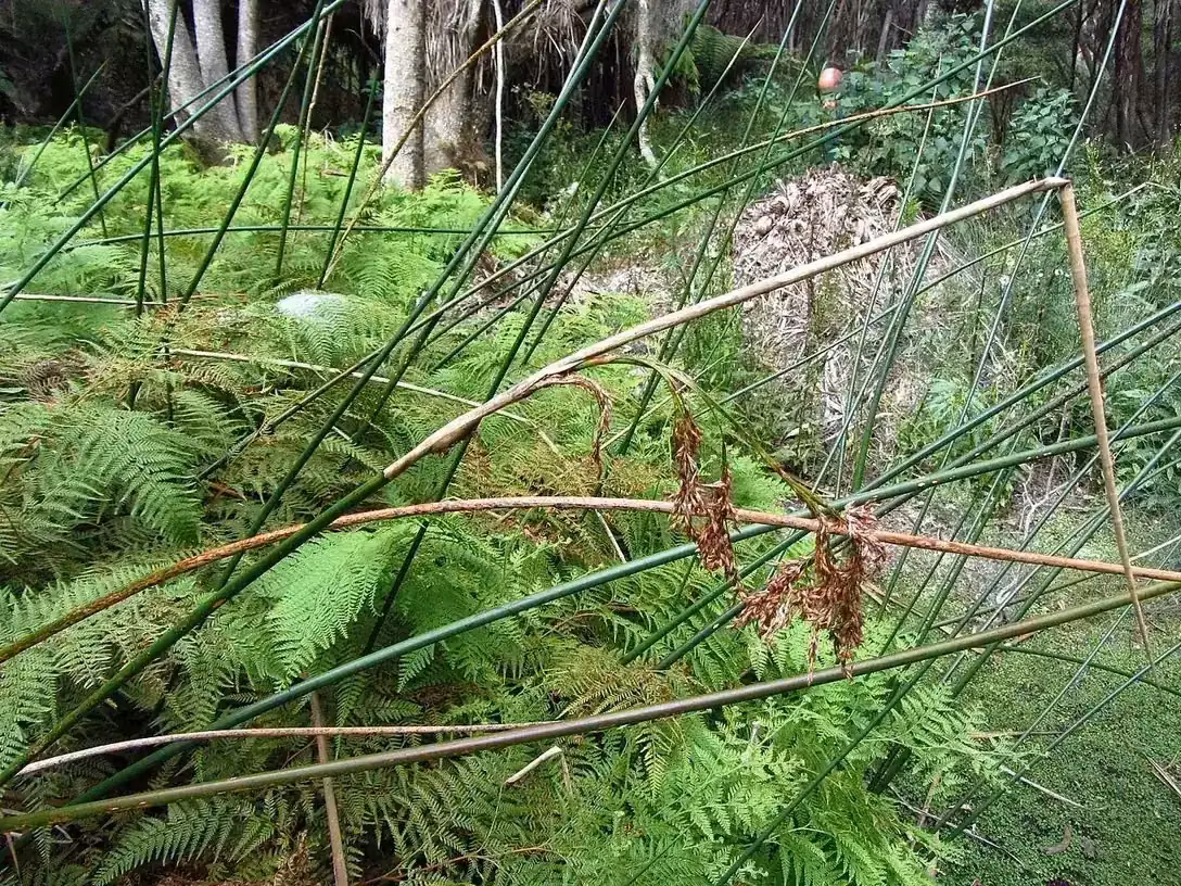 Jointed Twig-rush (Baumea articulata)