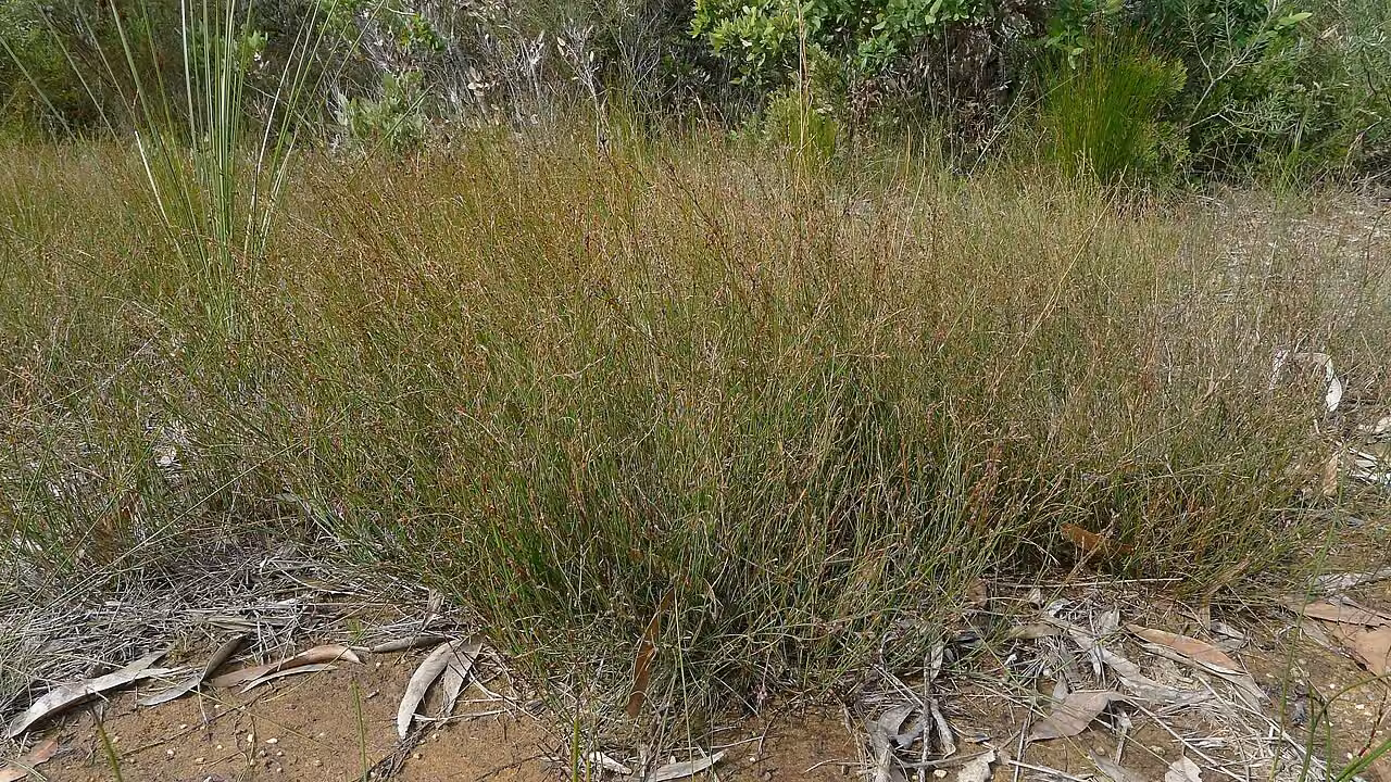 Baumea juncea (Baumea juncea)