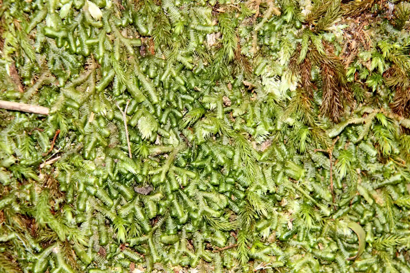 Bazzania Adnexa Native Plant (Bazzania adnexa)