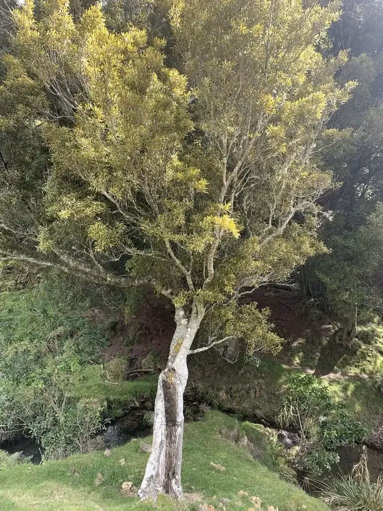 Beilschmiedia Tawa