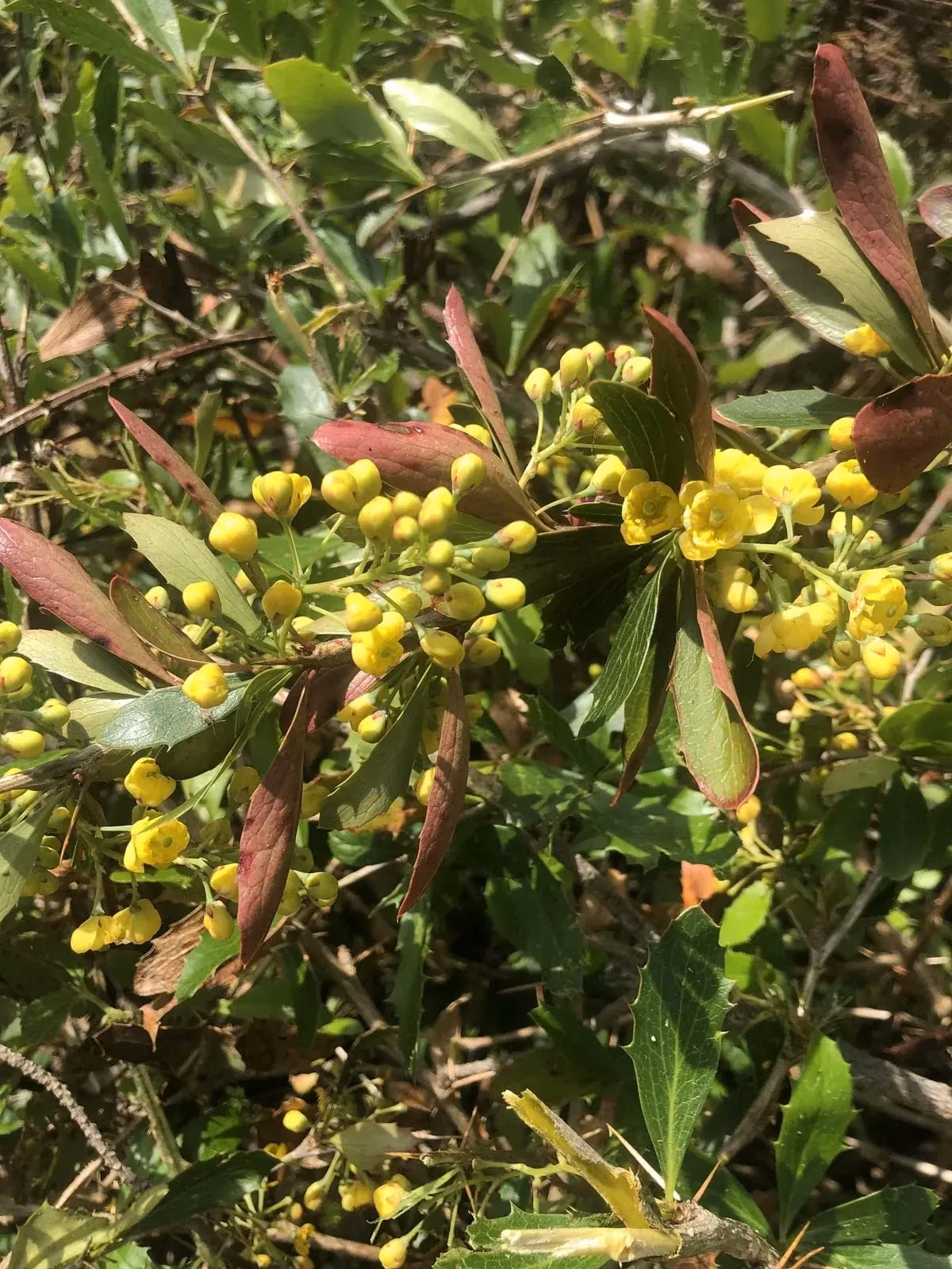 Berberis Glaucocarpa Native Plant (Berberis glaucocarpa)