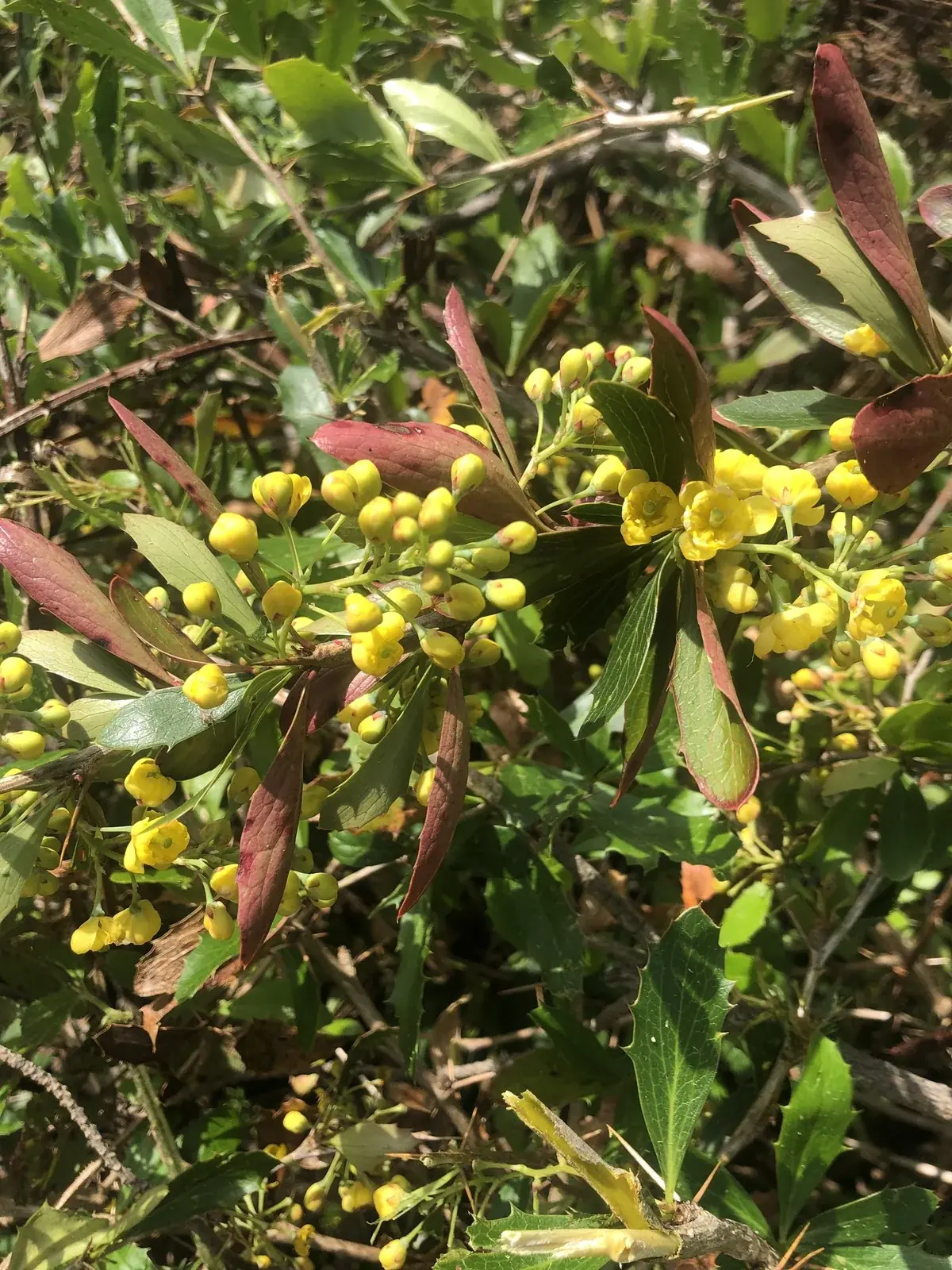 Berberis Glaucocarpa Native Plant (Berberis glaucocarpa)