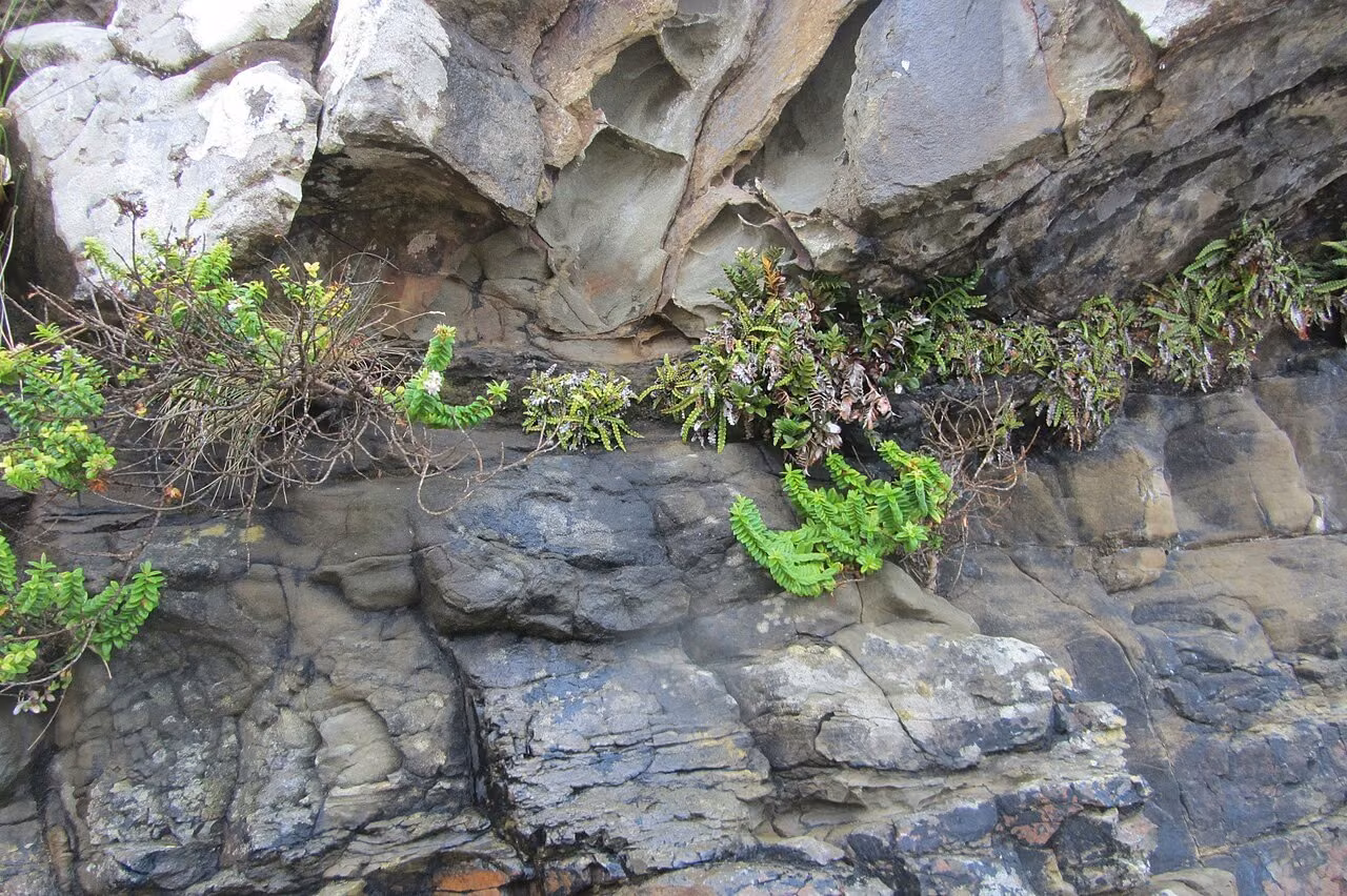 Blechnum blechnoides (Blechnum blechnoides) hero image