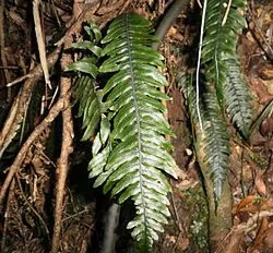 Nini (Blechnum chambersii)