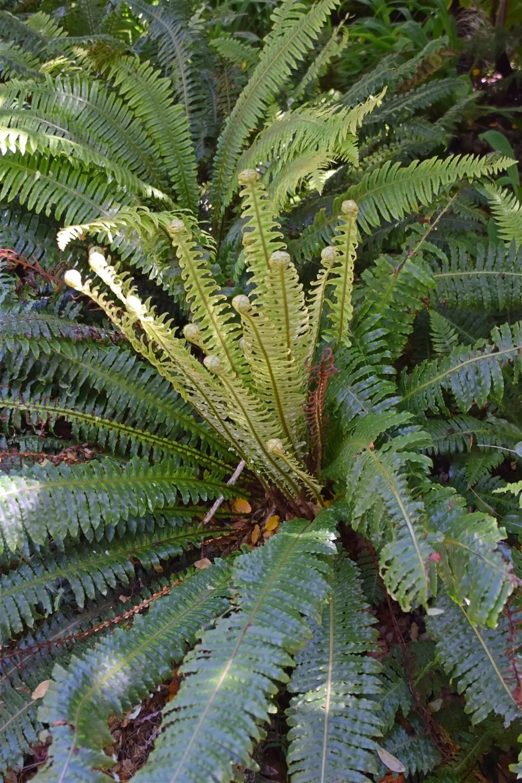 Native Ferns