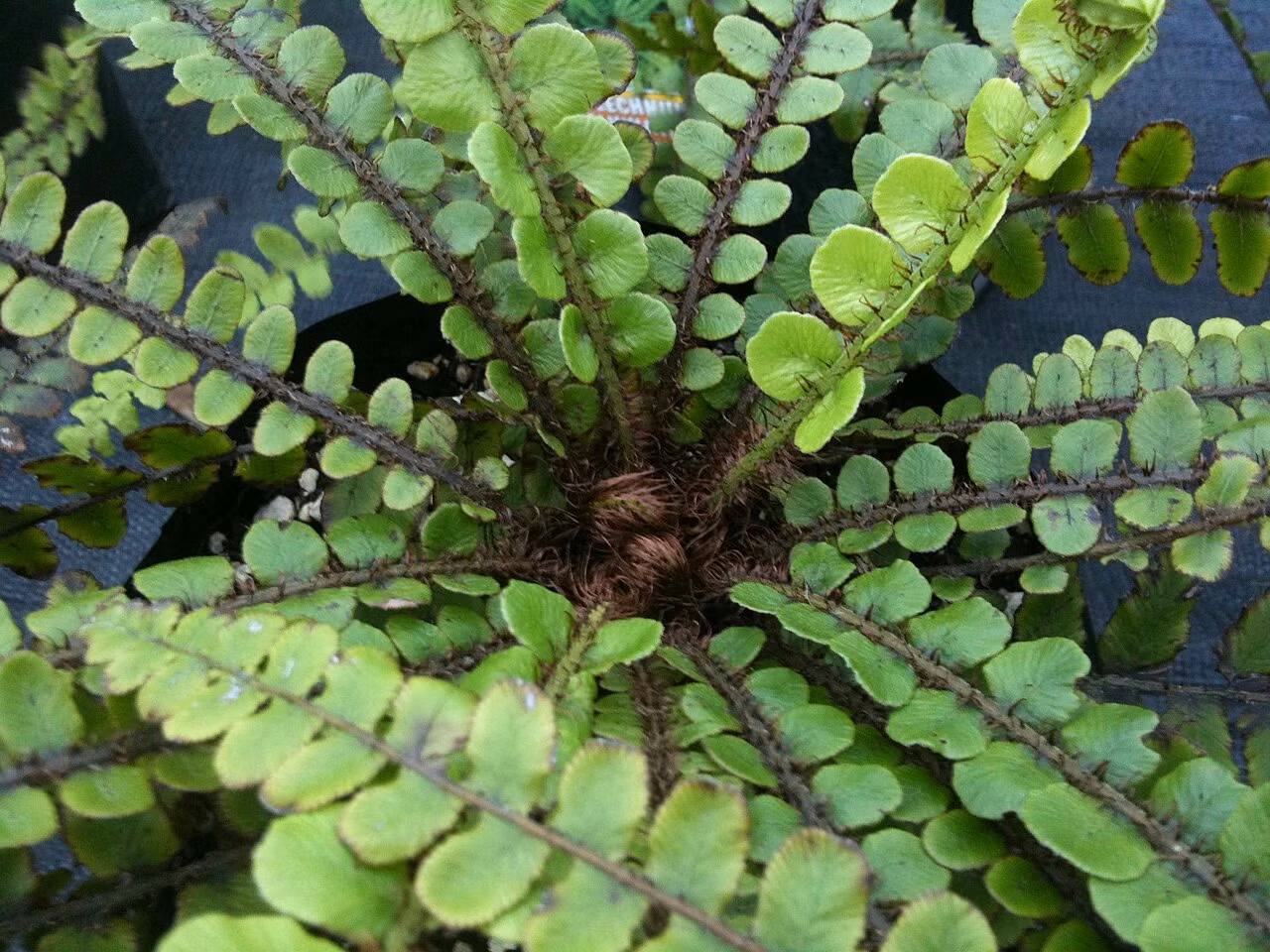 Blechnum fluviatile (Blechnum fluviatile)