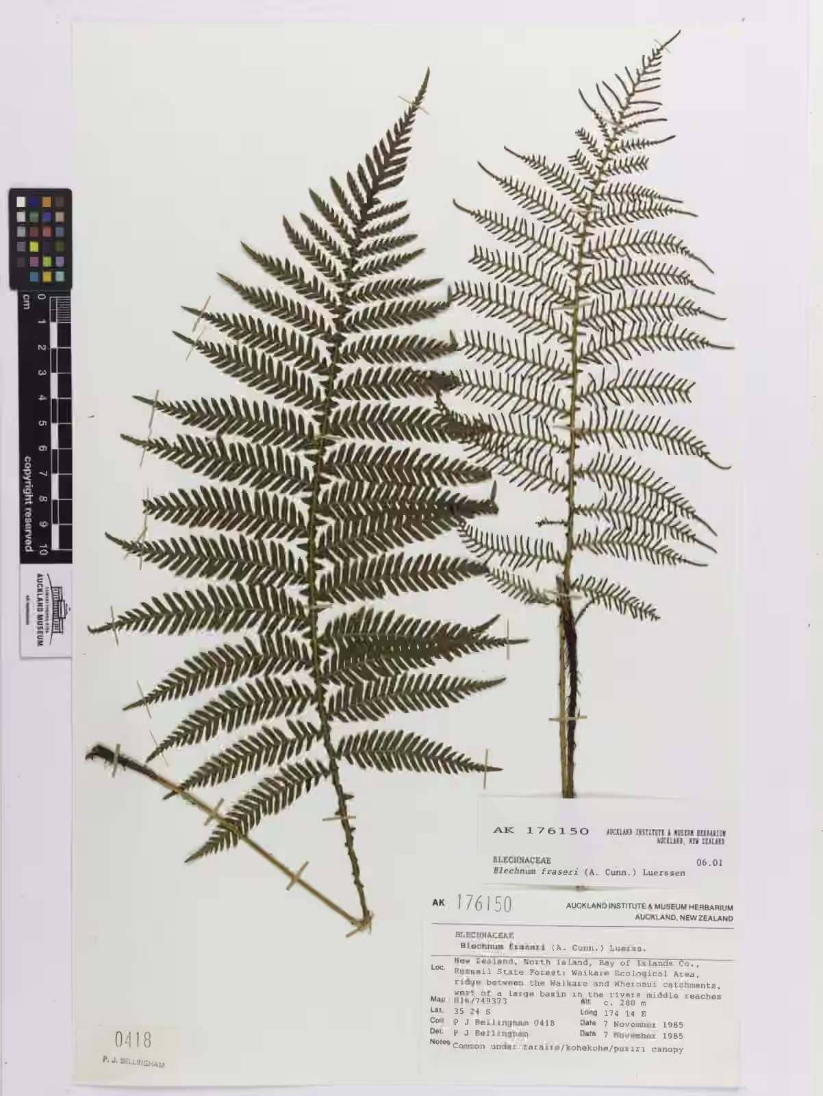 Blechnum fraseri (Blechnum fraseri)