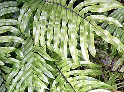 Swamp Kiokio (Blechnum minus) hero image