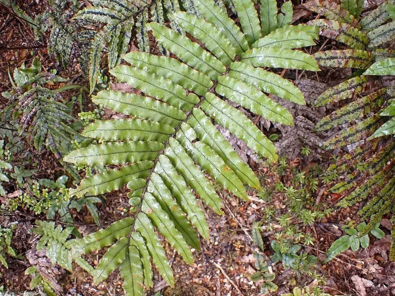Mountain Hard Fern (Blechnum montanum)