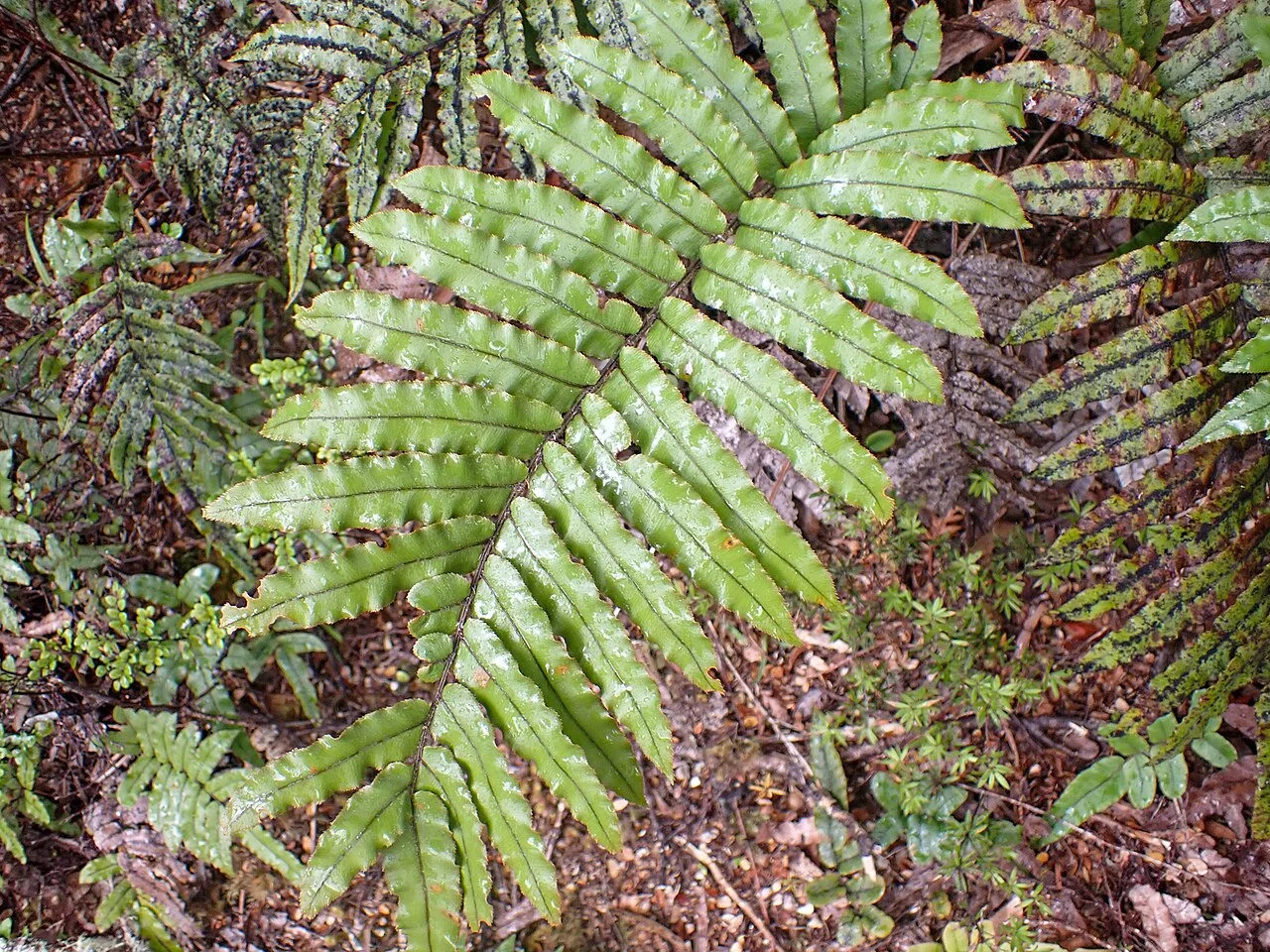 Blechnum montanum clump with firm, pinnate fronds in a cool, rocky setting