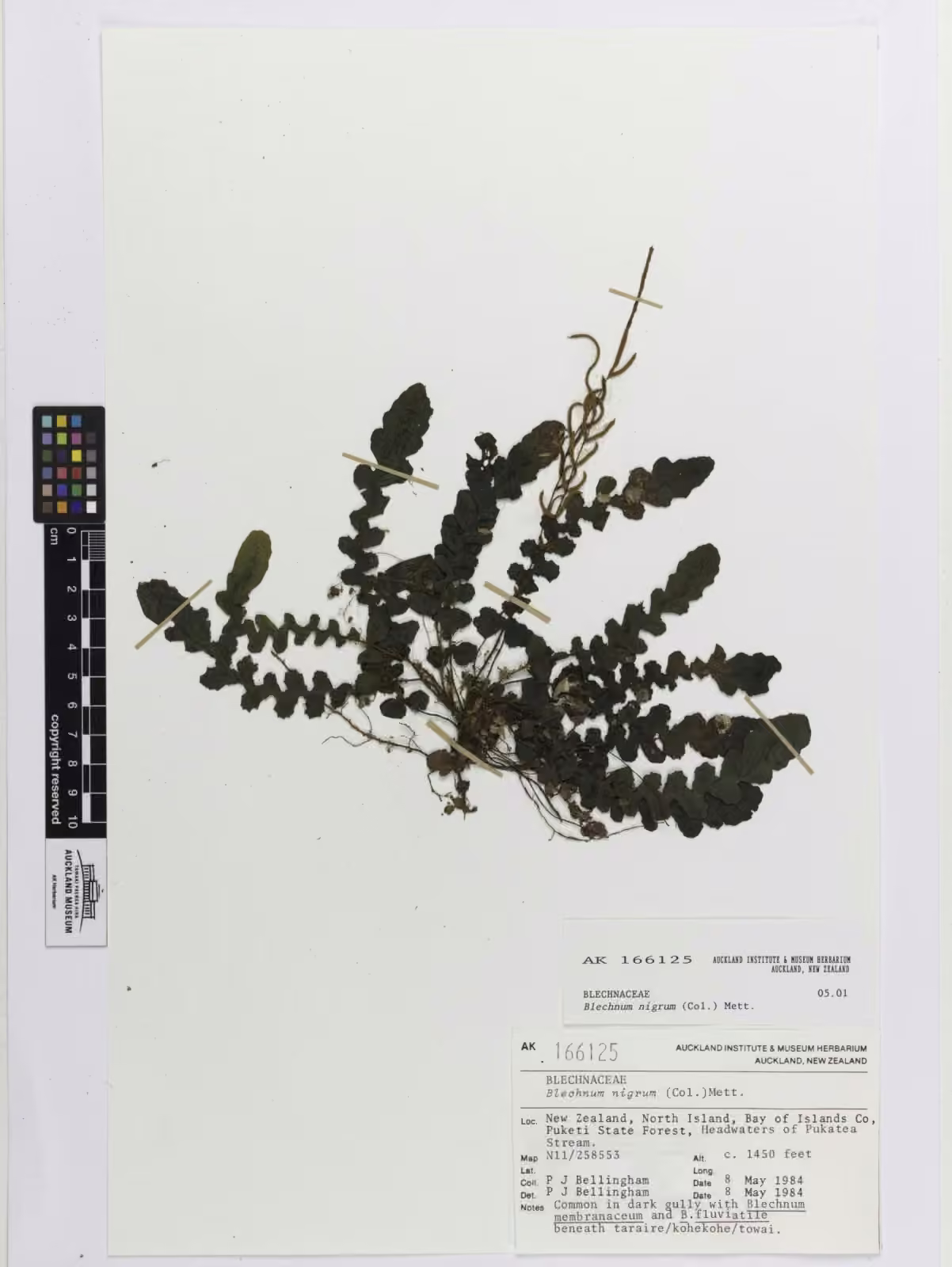 Blechnum nigrum (Blechnum nigrum)
