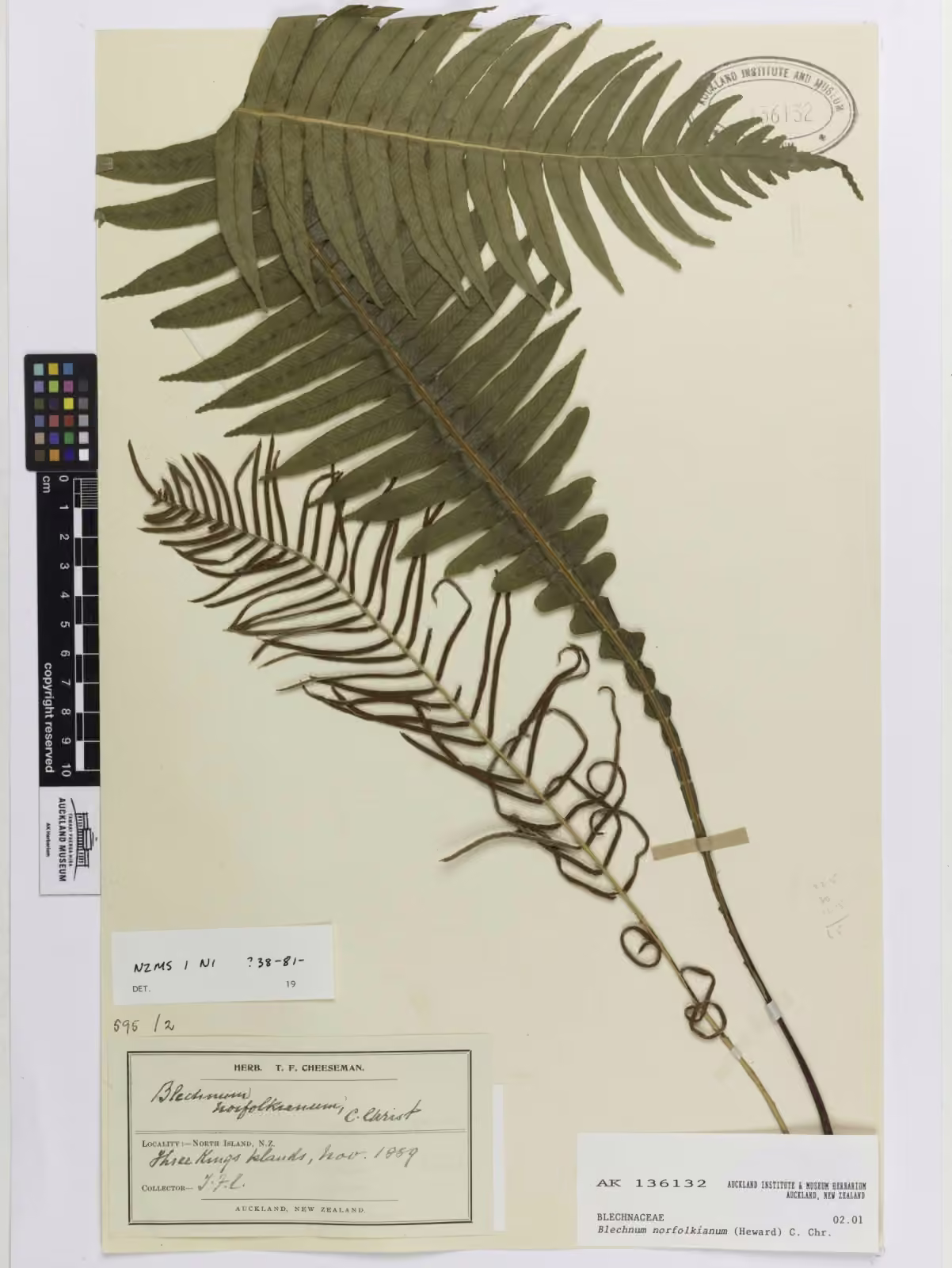 Blechnum norfolkianum (Blechnum norfolkianum)