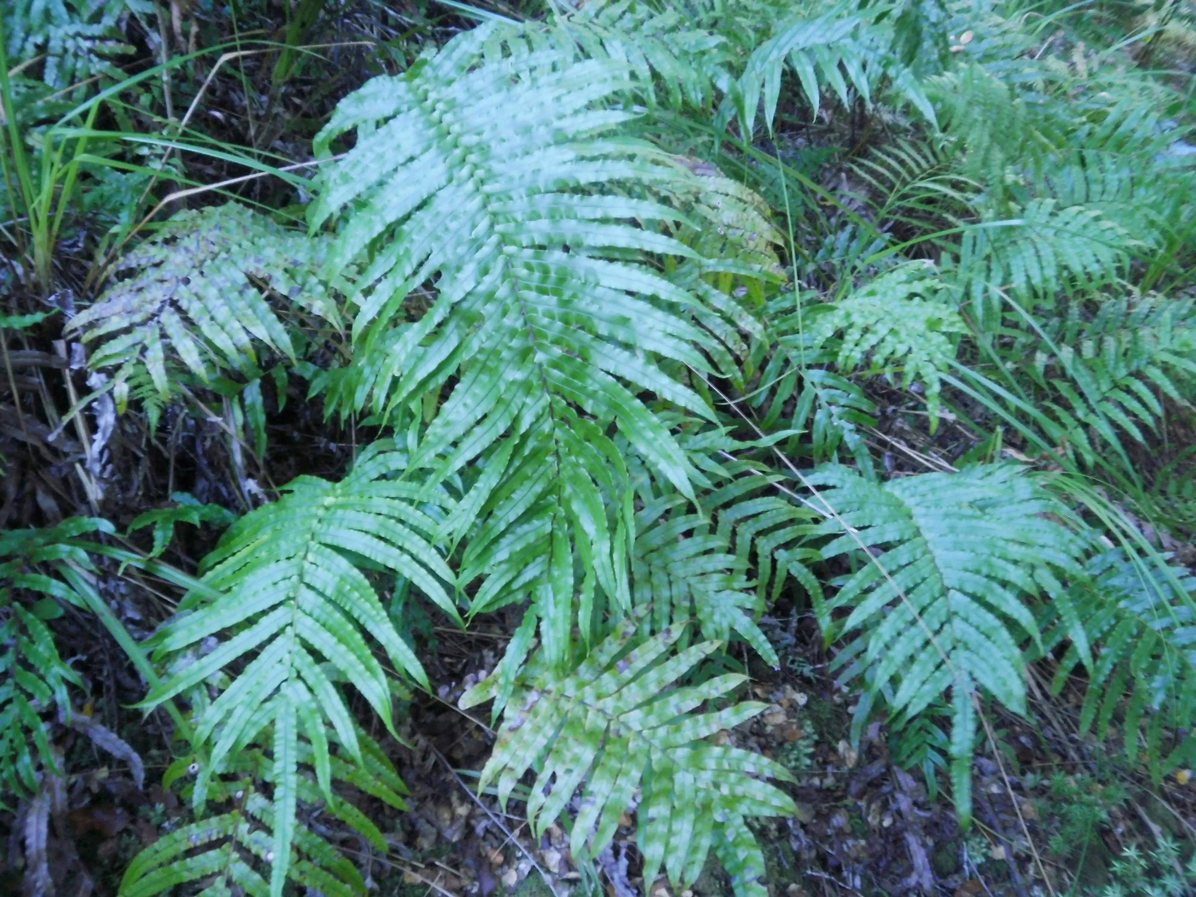 Palm-leaf Fern (Blechnum novae-zelandiae)