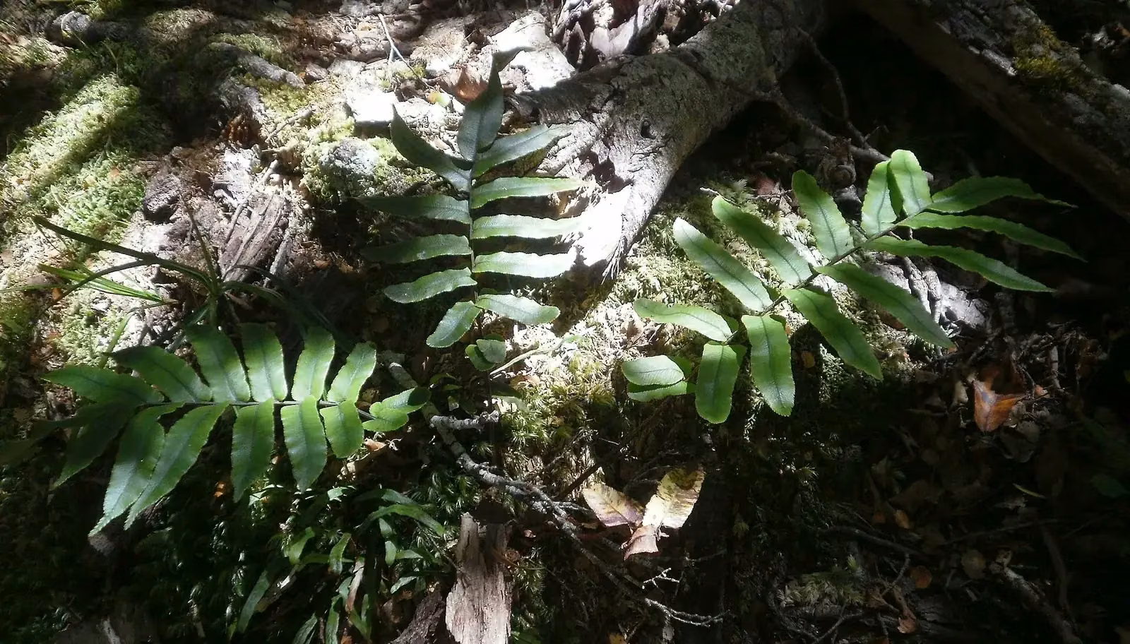 Crested Hard Fern (Blechnum procerum)