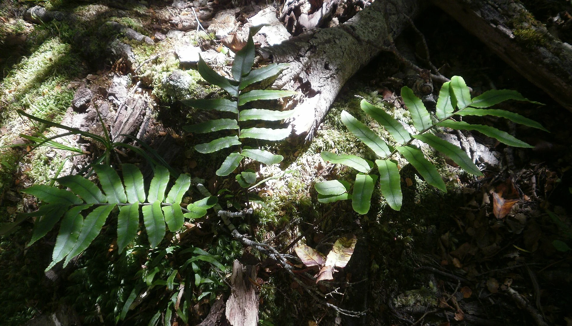 Small Kiokio (Blechnum procerum)