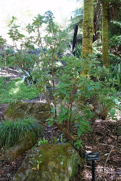 Kermadec Nettle-tree (Boehmeria australis)