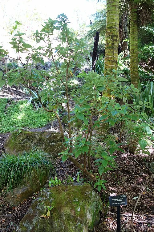 Kermadec Nettle-Tree (Boehmeria australis) hero image