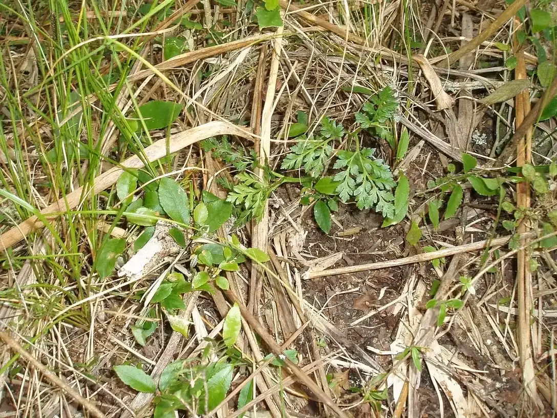Parsley Fern (Botrychium australe)