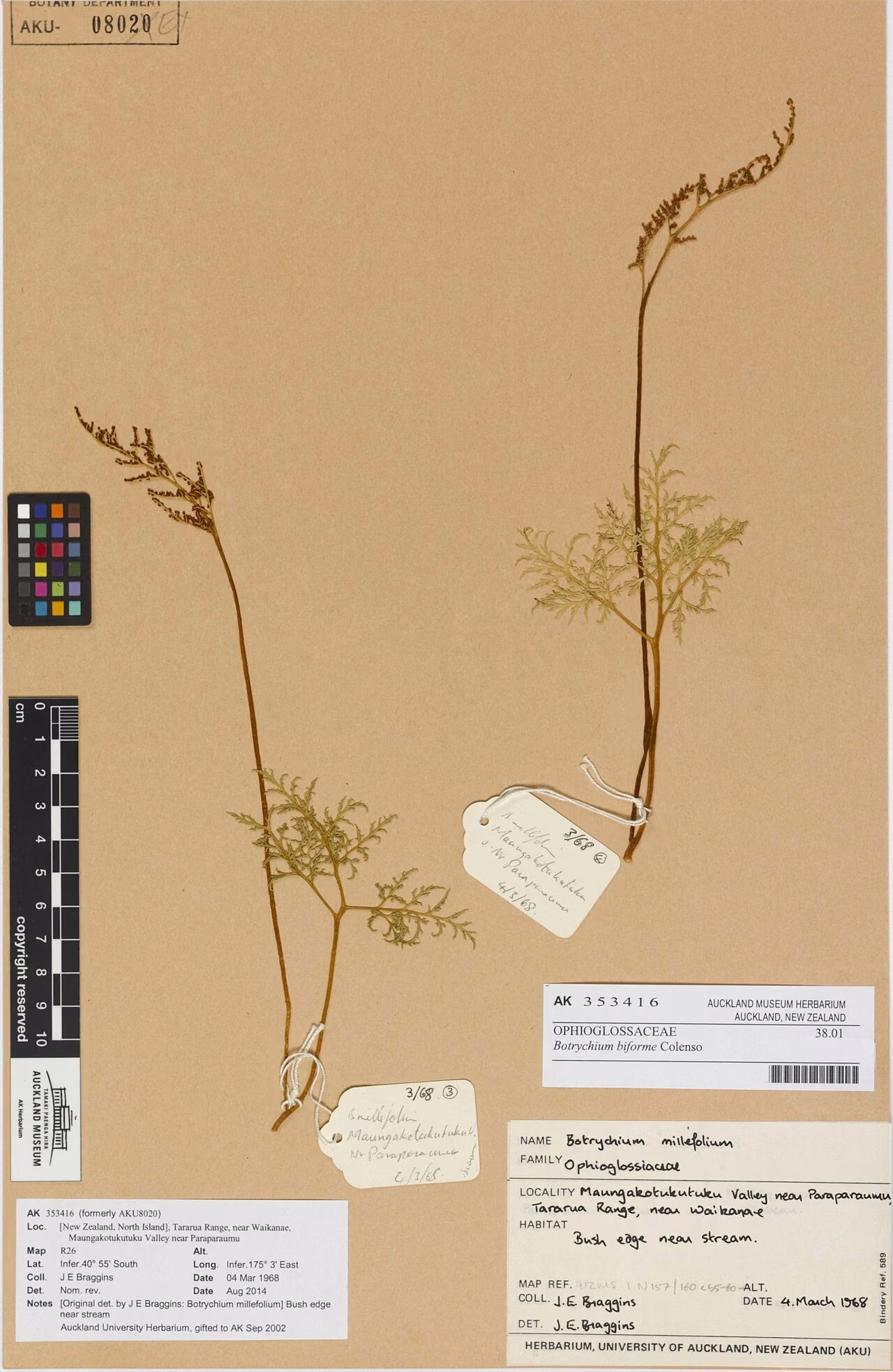 Botrychium biforme (Botrychium biforme)