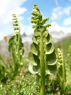 Moonwort (Botrychium lunaria) hero image