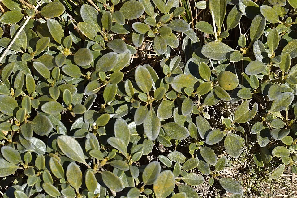 Adams' Brachyglottis