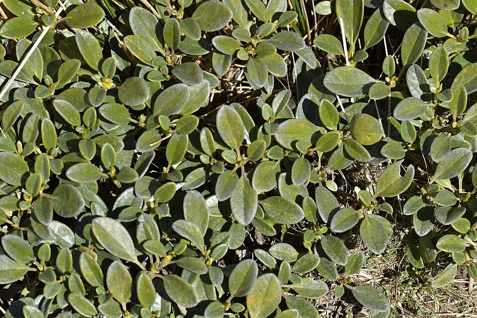 Adams' Brachyglottis (Brachyglottis adamsii) hero image