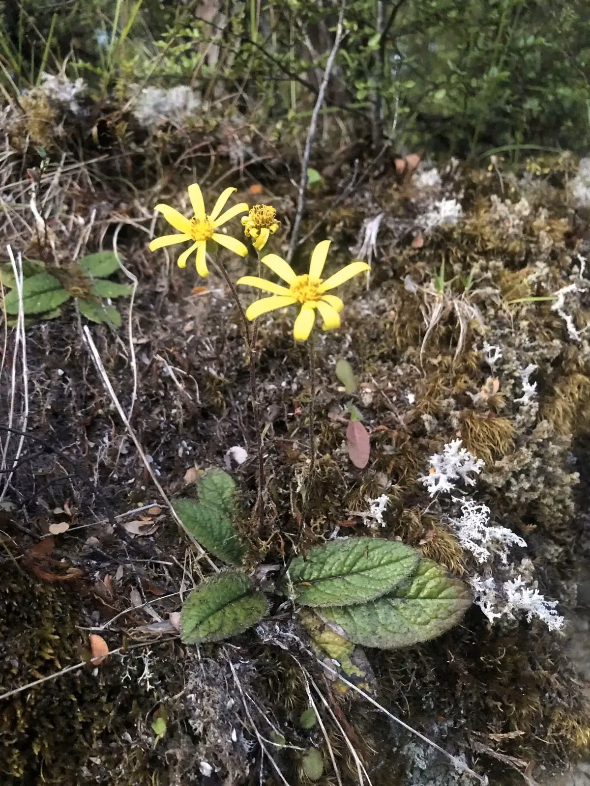Brachyglottis Bellidioides Native Plant (Brachyglottis bellidioides)