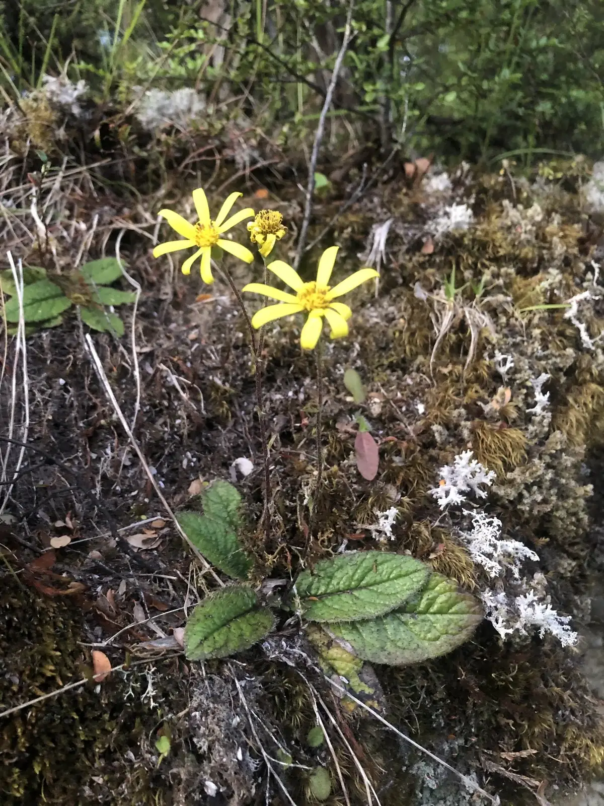 Brachyglottis Bellidioides Native Plant (Brachyglottis bellidioides)