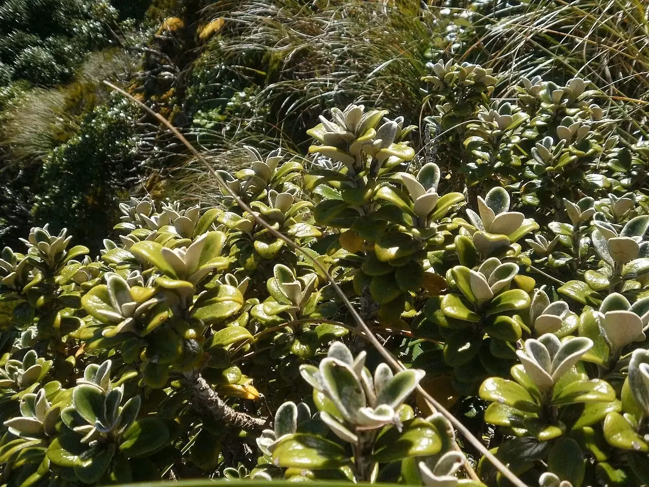 Bidwill's Daisy (Brachyglottis bidwillii)