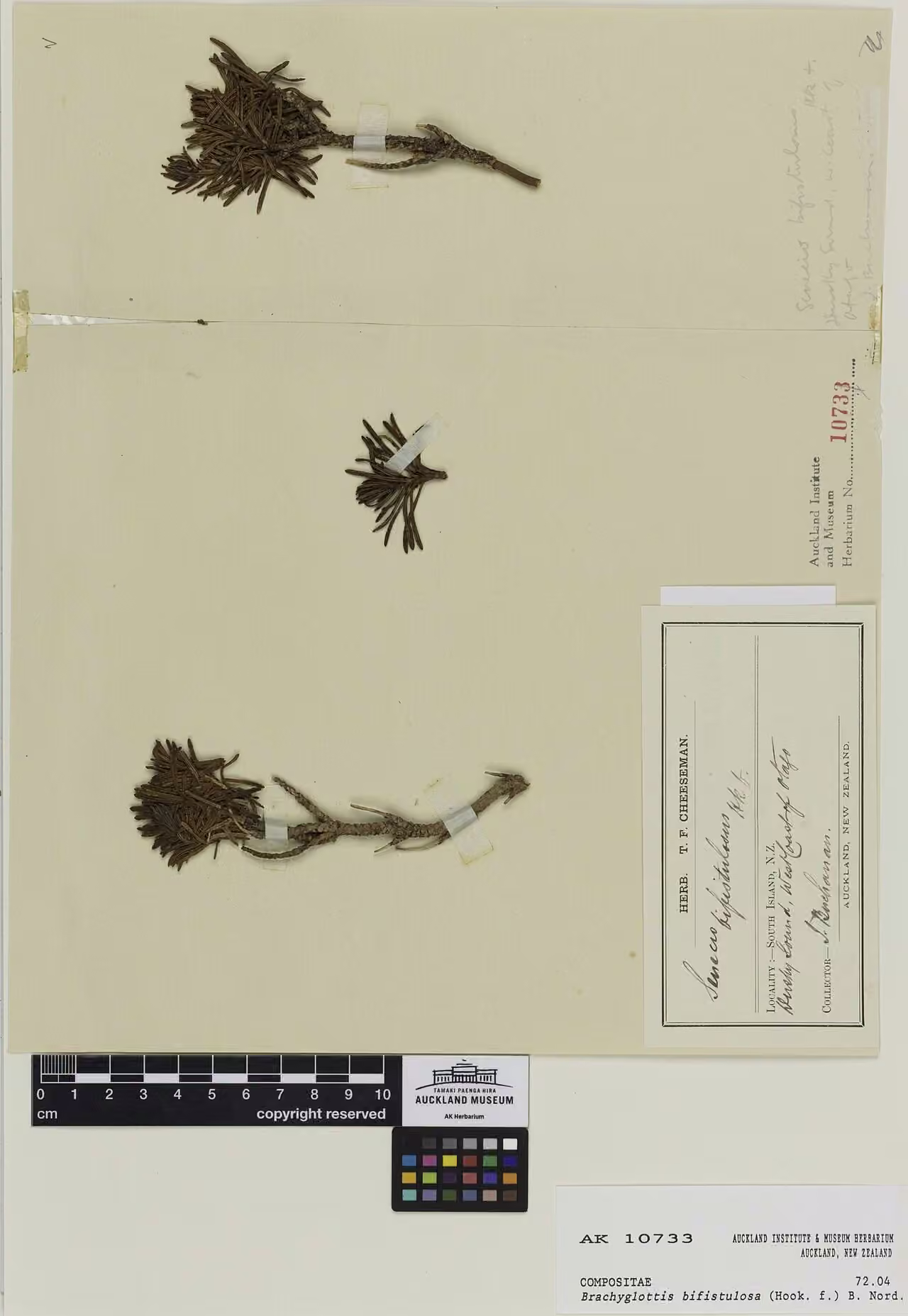 Brachyglottis bifistulosa (Brachyglottis bifistulosa)
