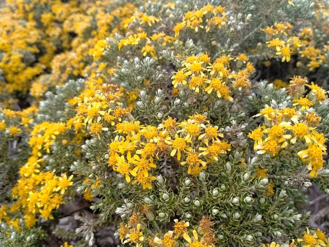 Cassinia Brachyglottis