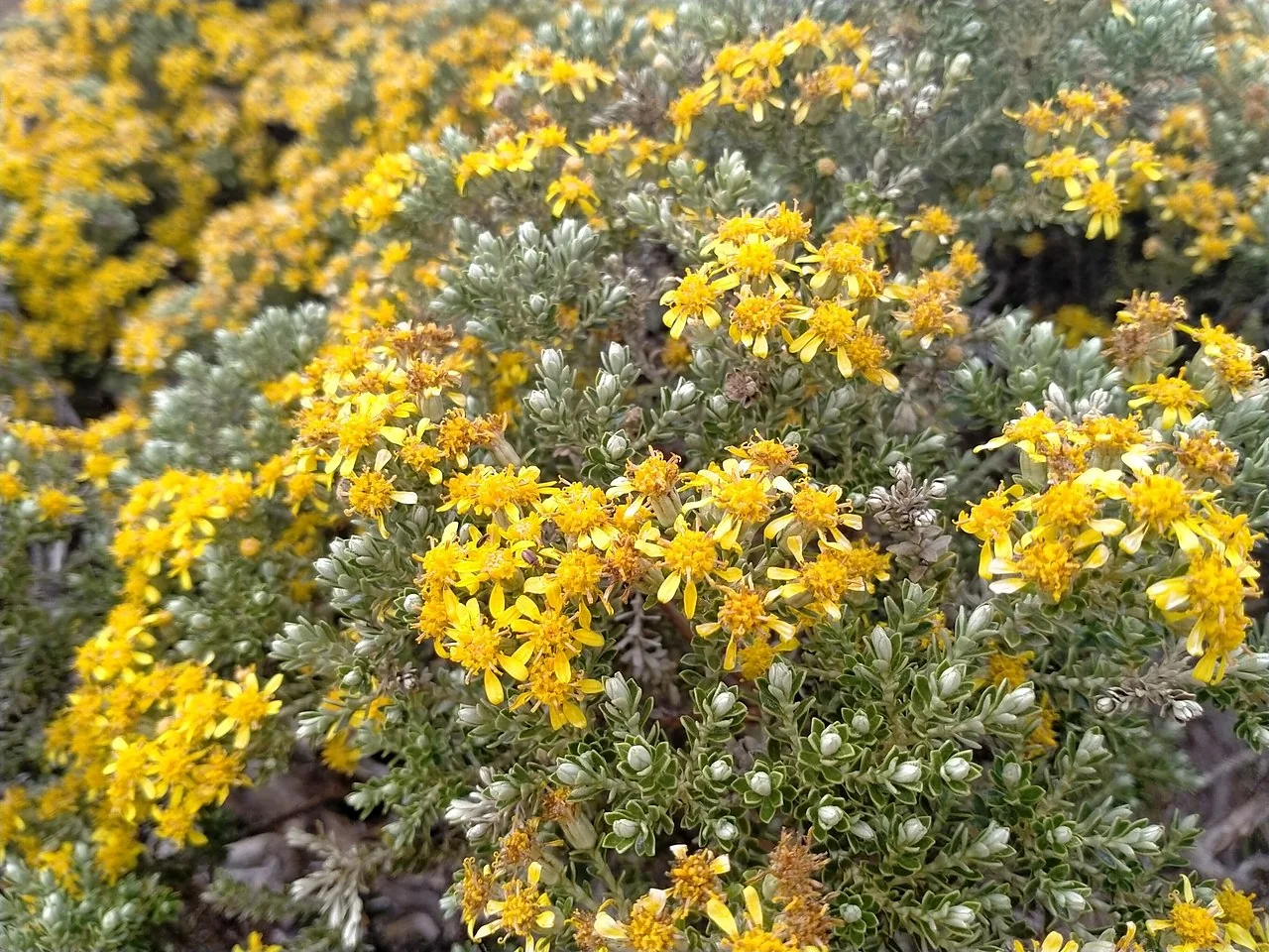 Cassinia Brachyglottis (Brachyglottis cassinioides) hero image