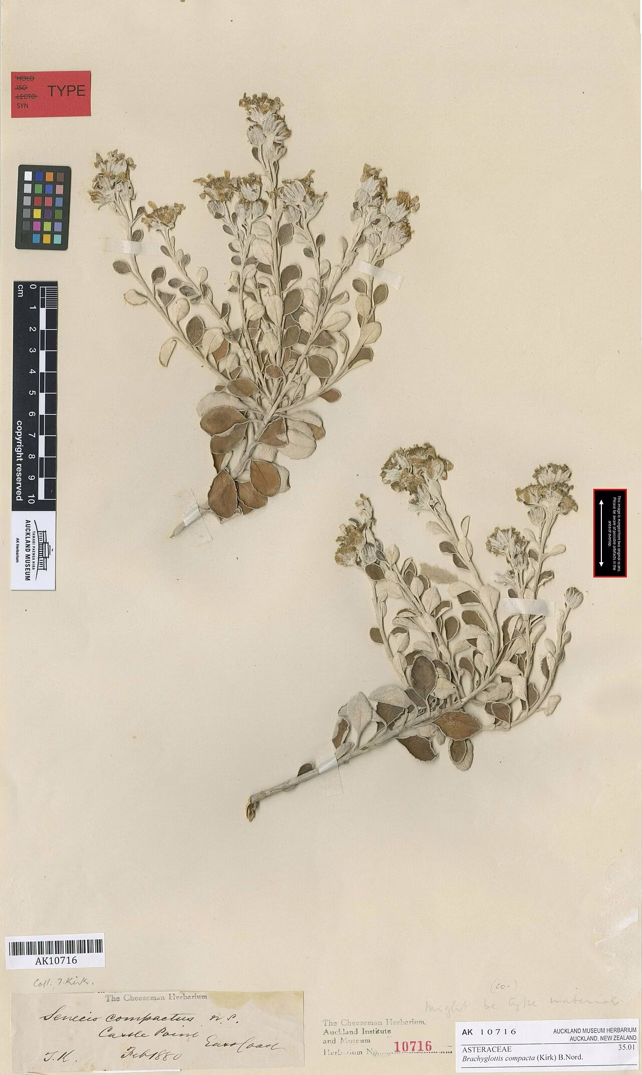 Brachyglottis compacta (Brachyglottis compacta) hero image