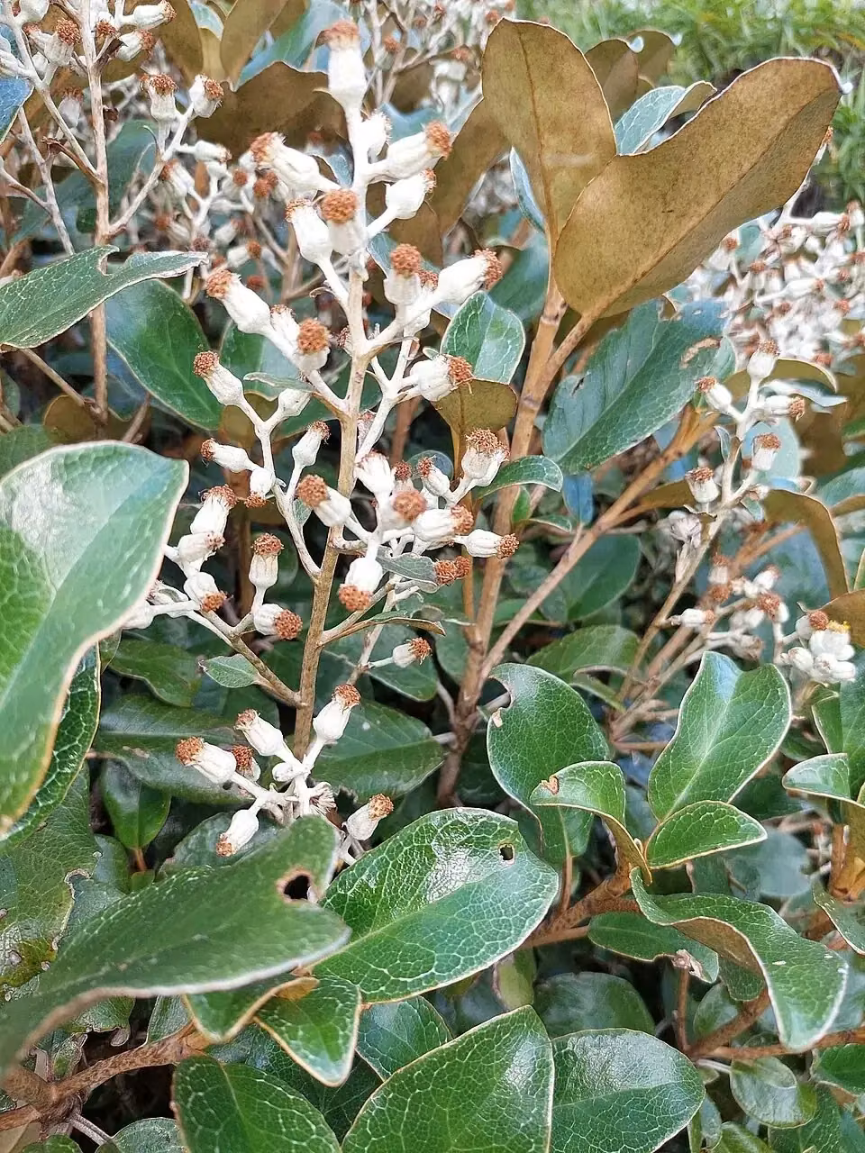 Daisy Bush (Brachyglottis elaeagnifolia)