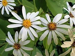 Brachyglottis hectorii